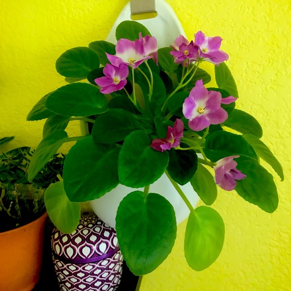 Meet your Posher, Lilja - Picture 1 of 1